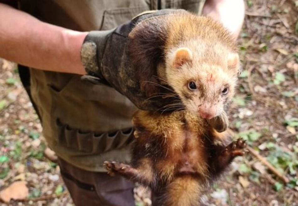 Dératisation avec furets