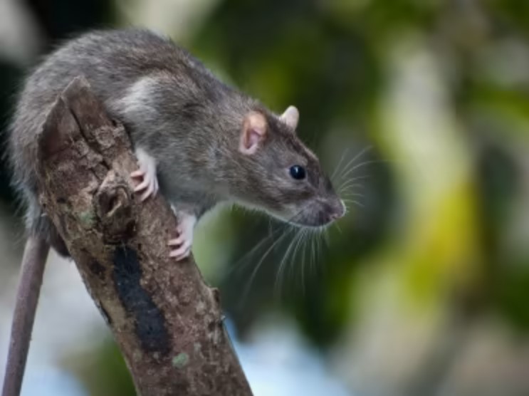 Relâchement de rongeurs capturés
