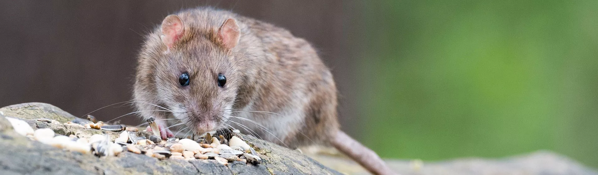 précense de rats en publique